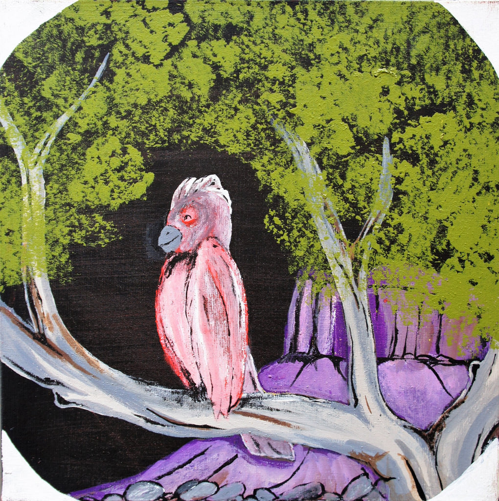 Robin Brown's - Birds that live around Yuendumu