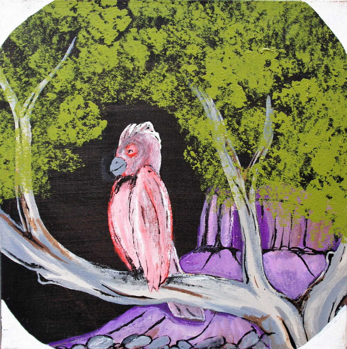 Robin Brown's - Birds that live around Yuendumu